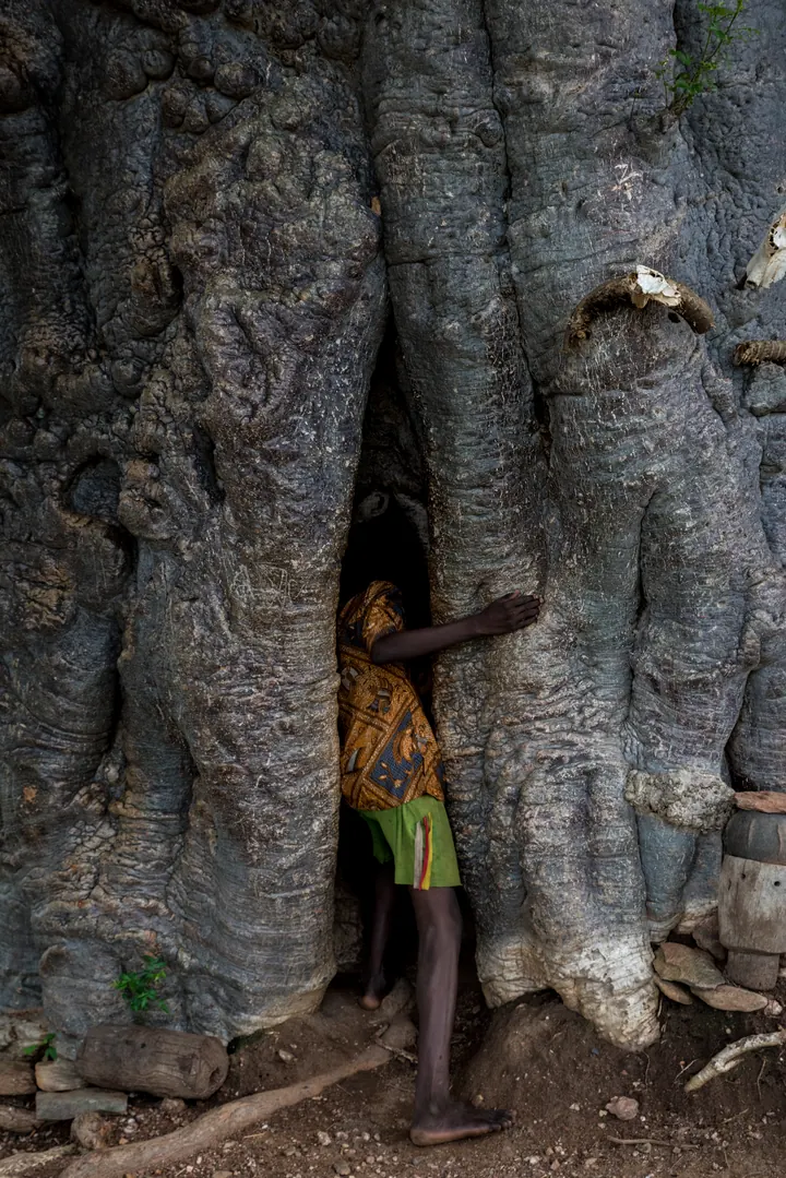 Une personne se tient dans la fente d’un baobab creux au tronc épais et plissé, à l’entrée d’un village du pays Tamberma