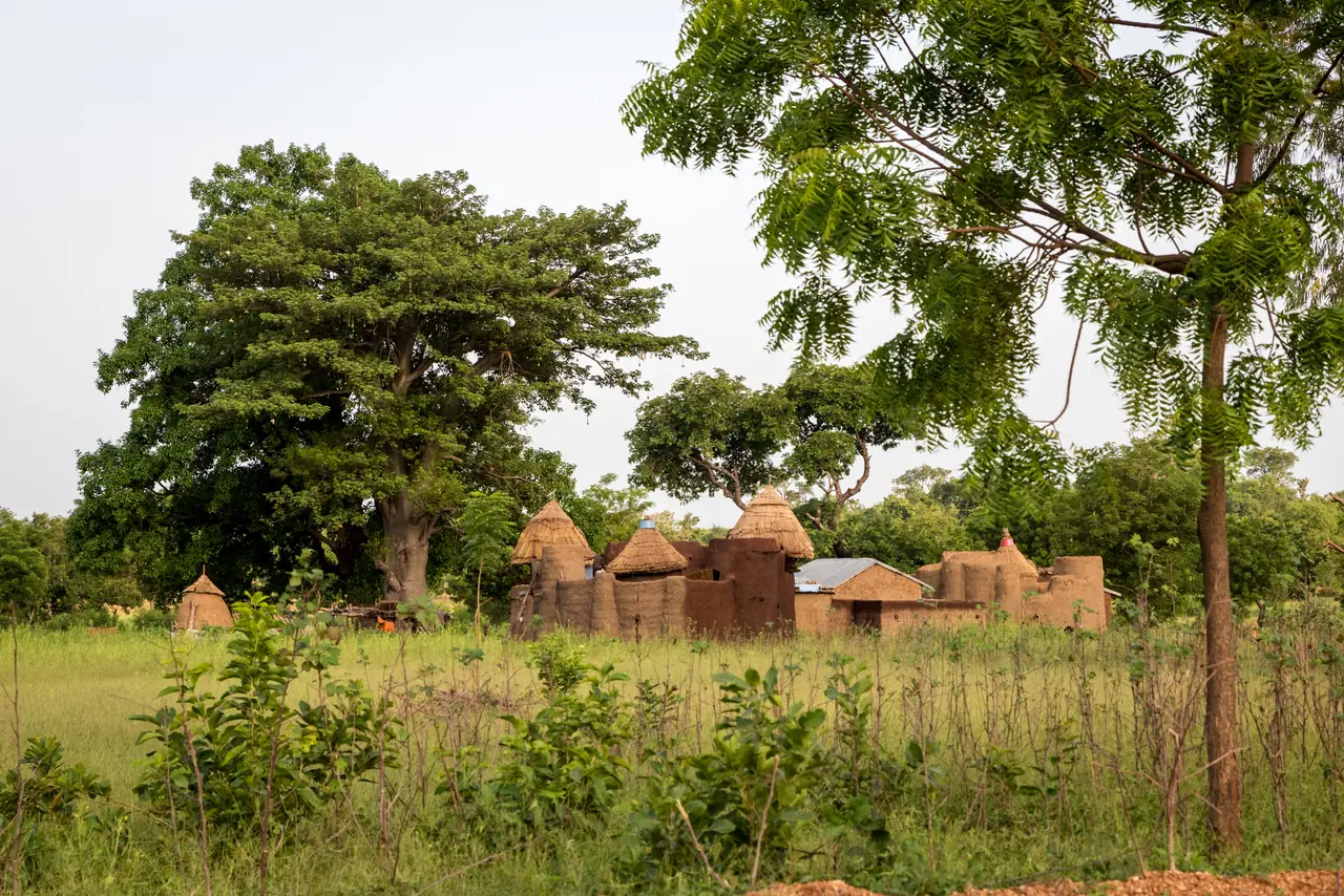 Un hameau de takienta dispersées dans les hautes herbes du Koutammakou, de grands arbres au-dessus des toits de terre et de paille